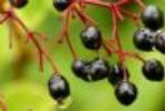 Elderberry Extract